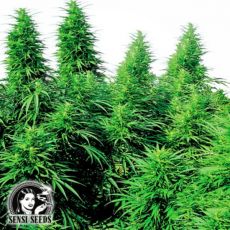 Sensi Seeds Ruderalis Skunk