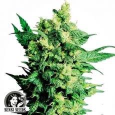 Sensi Seeds Shiva Shanti II