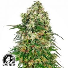 Sensi Seeds Shiva Skunk AUTO