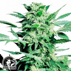 Sensi Seeds Shiva Skunk