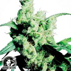 Sensi Seeds Silver Haze #9