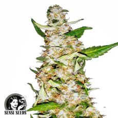 Sensi Seeds Skunk #1 AUTO
