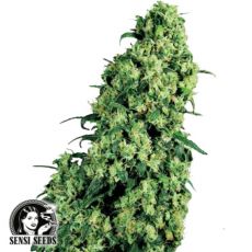 Sensi Seeds Skunk #1