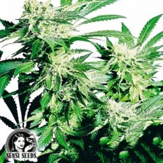 Sensi Seeds Skunk Kush