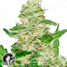 Sensi Seeds Super Skunk AUTO