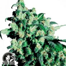 Sensi Seeds Super Skunk