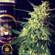 Sumo Seeds AUTO Impala 64 Haze