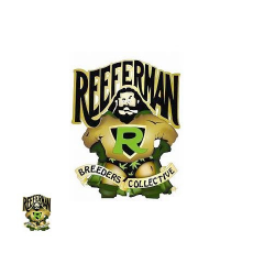 Reeferman Seeds Blackseed
