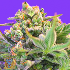 Sweet Seeds Sweet Cheese Fast Version