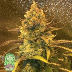 Trichome Jungle Seeds Lillt