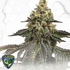 T H Seeds French Cookies x Birthday Cake