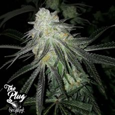 The Plug Seedbank Lots of Zkittlez