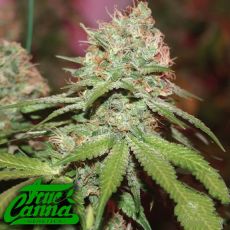 True Canna Genetics Exodus Valley