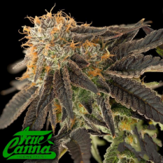 True Canna Genetics Pink Cookie Bliss