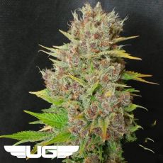 Ultra Genetics Seeds Mendo Grape Widow