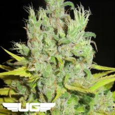 Ultra Genetics Seeds Super Silver Grapefruit