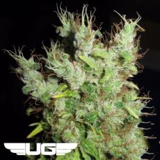 Ultra Genetics Seeds Super Silver Martian Haze