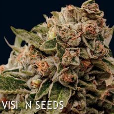 Vision Seeds Lambs Breath x AK-49