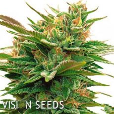 Vision Seeds Nicole x OG