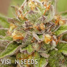 Vision Seeds Pure Gelato