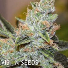 Vision Seeds Wedding Cake x Triple OG