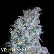 Vision Seeds Blueberry Bliss AUTO