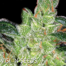 Vision Seeds Gouda's Grass AKA Cheese