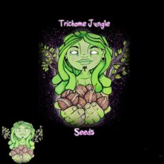 Trichome Jungle Seeds Crazy Cheese