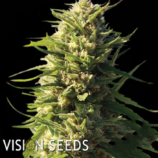 Vision Seeds Gouda's Grass AUTO AKA Delhi Cheese AUTO