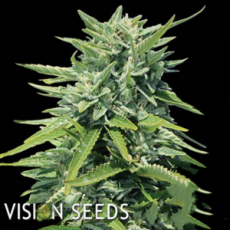 Vision Seeds Crystal Queen
