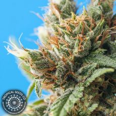 Tropical Seeds Durban Punch