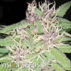 Vision Seeds Jack Herer