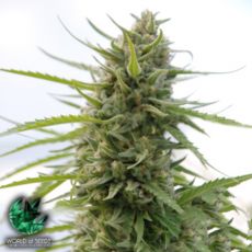 World of Seeds Pure Origin Collection Kilimanjaro