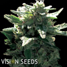 Vision Seeds La Blanca Gold