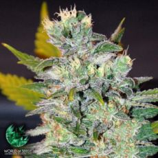 World of Seeds Legend Collection Space