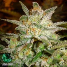 World of Seeds Legend Collection Star 47