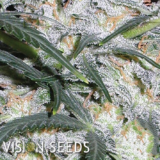 Vision Seeds Lowryder AUTO
