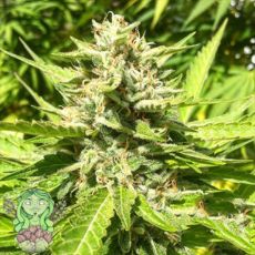 Trichome Jungle Seeds Mandarina Kush