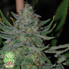 Trichome Jungle Seeds Mantis