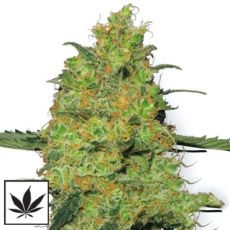 White Label Seeds Master Kush