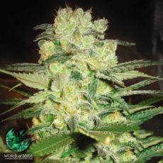World of Seeds Medical Collection Afghan Kush x White Widow