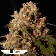 Ultra Genetics Seeds Mendo Grape Kush