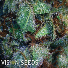 Vision Seeds New York Diesel