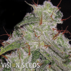 Vision Seeds Northern Lights AUTO