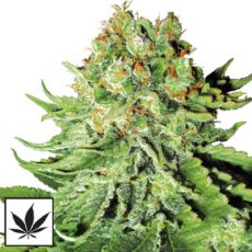 White Label Seeds Northern Lights Automatic