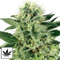 White Label Seeds Northern Lights