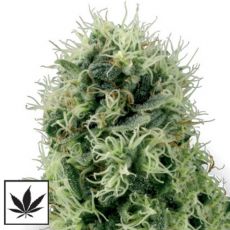White Label Seeds Pure Power Plant