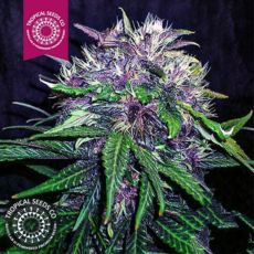 Tropical Seeds Red Afro