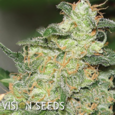 Vision Seeds Russian Snow
