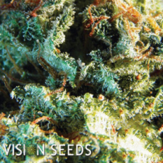 Vision Seeds Silver Haze